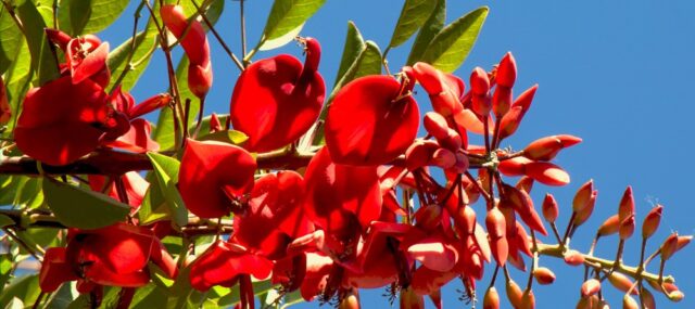 Flor de Ceibo