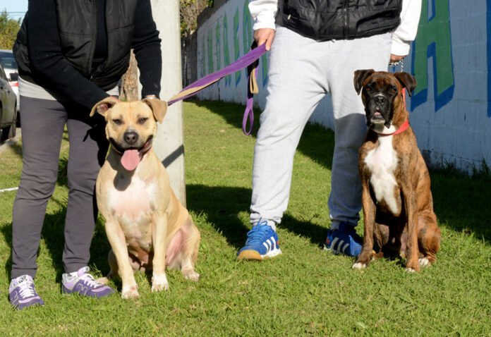 2 - Hogar para el pitbull