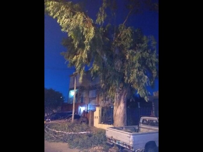 Arbol que cayo por el rayo