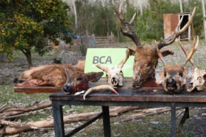 restos ciervo de los pantanos