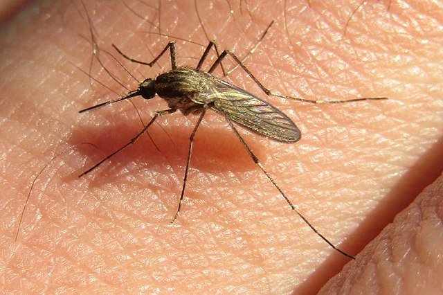 Aedes_albifasciatus_cc-by