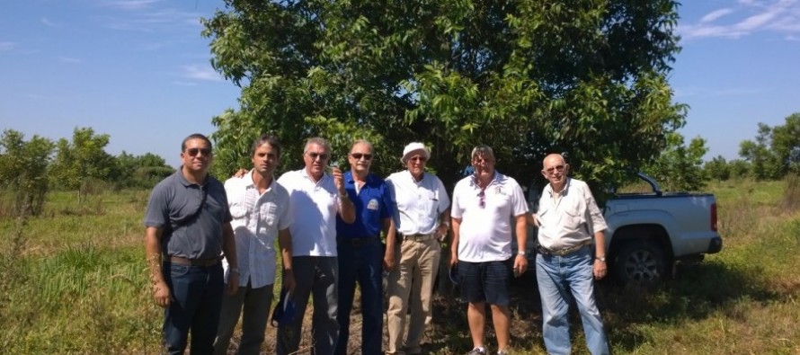 Visita de productores de Brasil a técnicos de pecán en el Delta