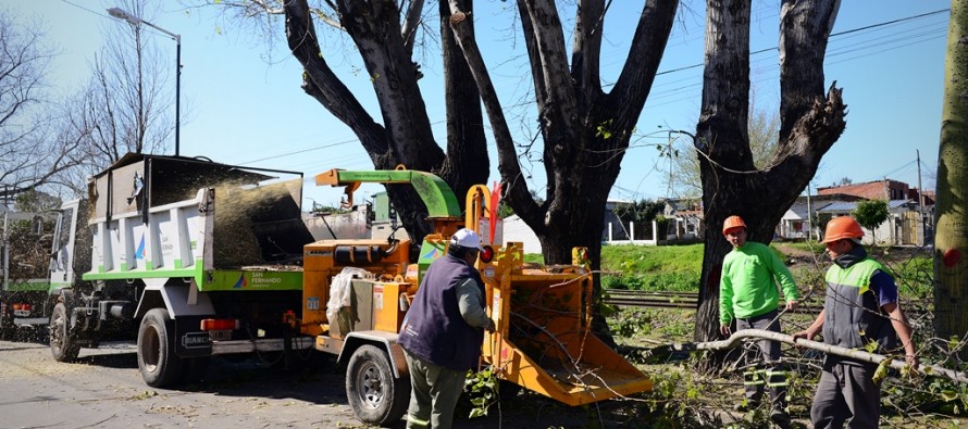 Avanza el plan de poda de árboles