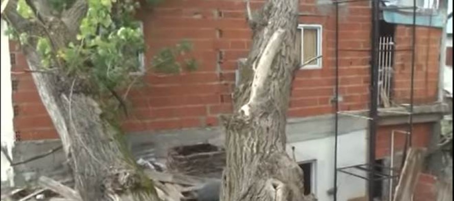 Un árbol cayó sobre una vivienda y produjo importantes destrozos