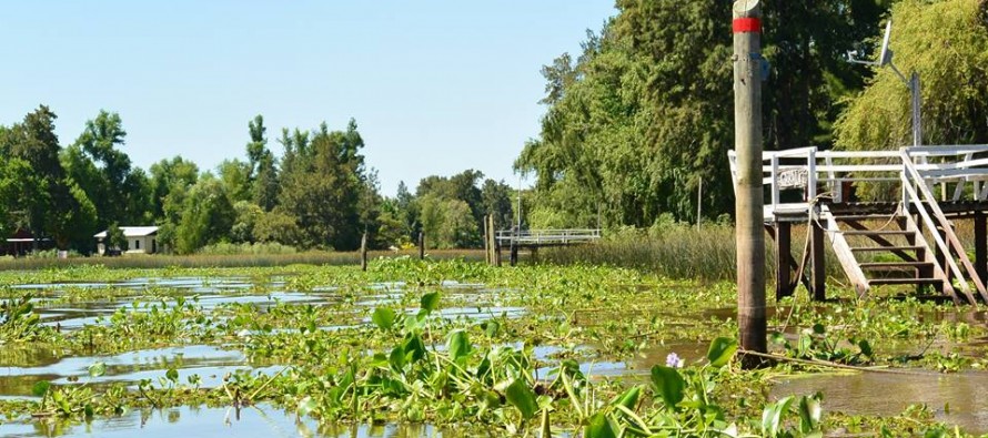 El itinerario del camalote