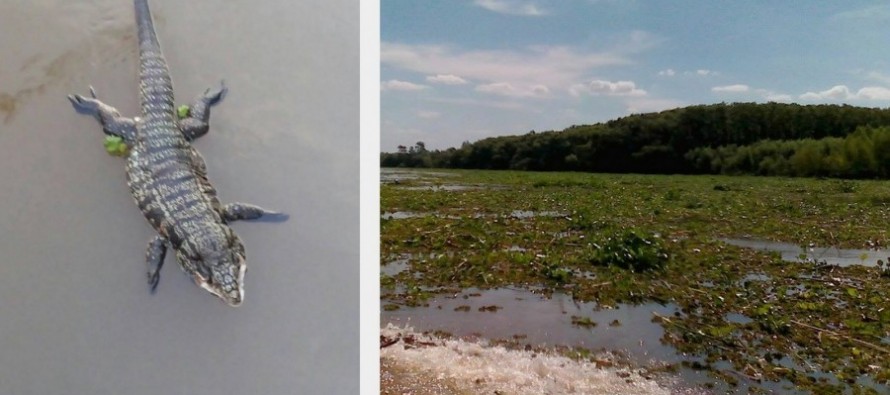 Invasión de camalotes y presencia de yacarés en el Delta