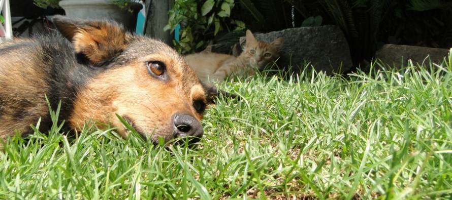 Las mascotas también sufren la ola de calor: qué hacer para cuidarlas