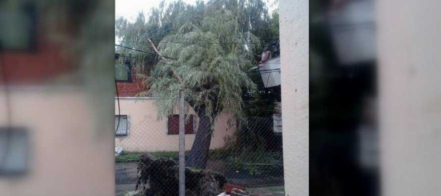 Se cayó un árbol en Sarmiento entre Urcola y Entre Ríos