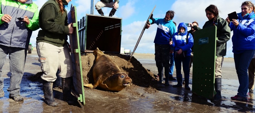 Liberaron en San Clemente al elefante marino que habían rescatado en el Delta