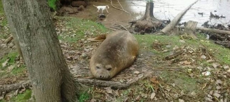 Un elefante marino fue rescatado del Arroyo Toledo donde había quedado varado