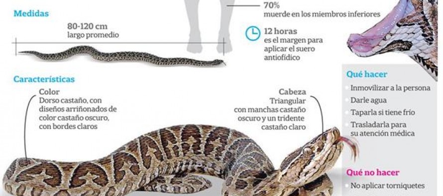 Cómo actuar en caso de un ataque de una serpiente yarará