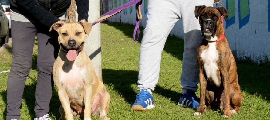 La pitbull Agustina encontró un nuevo hogar