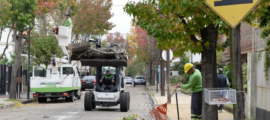 Continúan los trabajos de poda correctiva