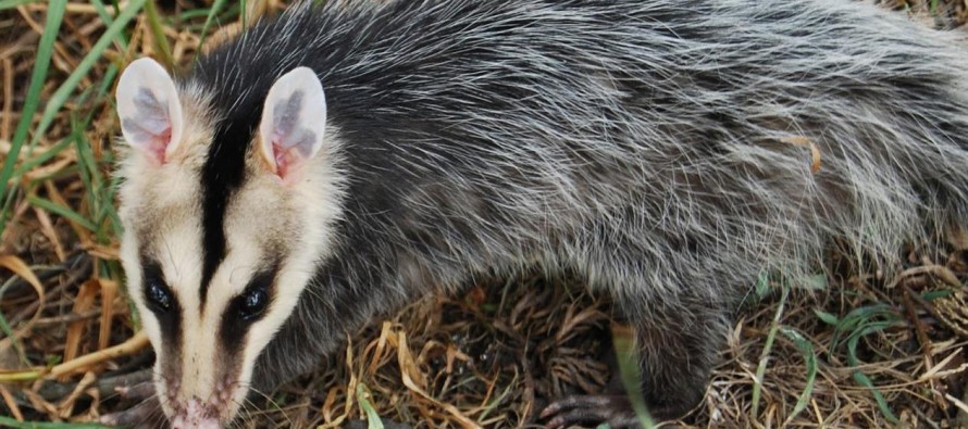 El avance de la urbanización perjudica la biodiversidad en el Delta