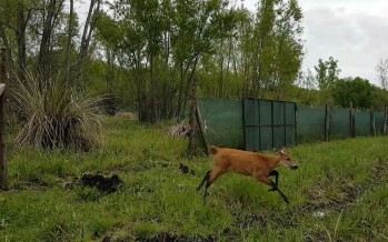 Un Ciervo de los Pantanos rescatado fue devuelto al Delta