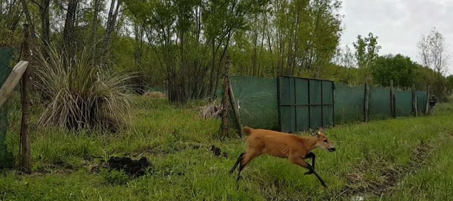 Un Ciervo de los Pantanos rescatado fue devuelto al Delta