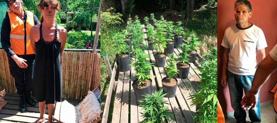 Hallan 150 plantas de marihuana en el Delta