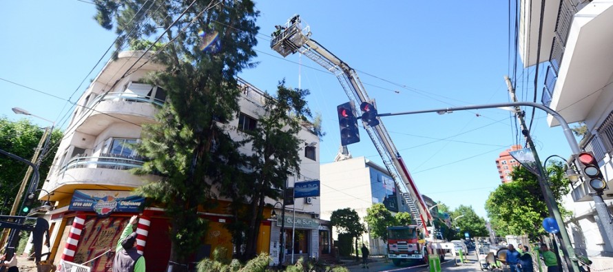 Mantenimiento forestal con poda preventiva en Sarmiento y Perón