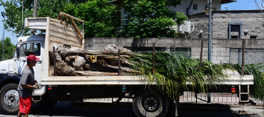 Ya se plantaron 5.500 palmeras en nuestra ciudad