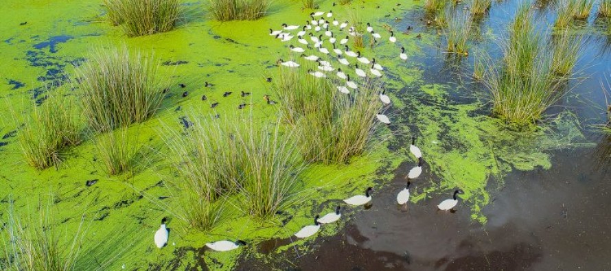 Se creó el Parque Nacional Ciervo de los Pantanos