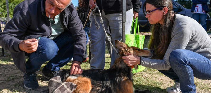 ¿Dónde estará el quirófano móvil de Zoonosis esta semana?