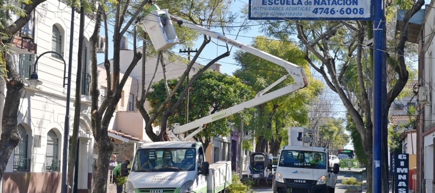 Cuidado especial de los jacarandás antiguos de la ciudad