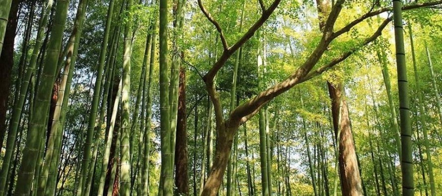 Simposio sobre la bioeconomía del bambú