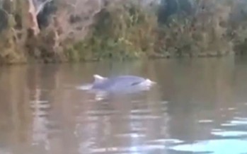 Un delfín en peligro de extinción apareció nadando en el río Paraná