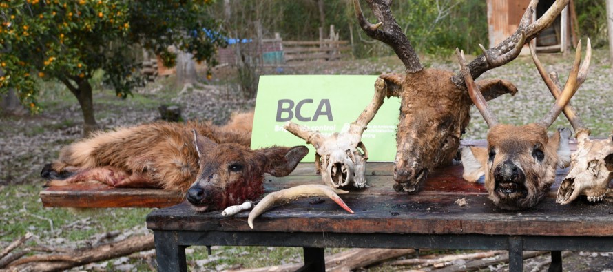 Delta: Ambiente decomisó restos y carne de ciervo de los pantanos