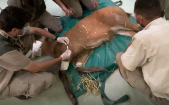 Rescataron una cierva en el Delta que fue atacada dos veces por cazadores furtivos