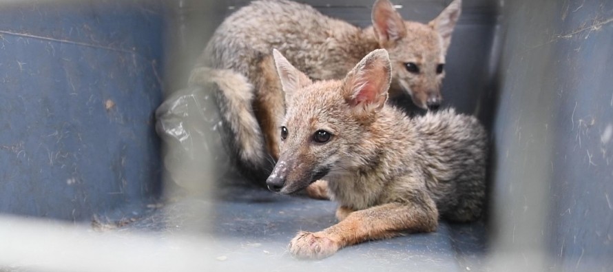 Volvieron a su hábitat los zorros rescatados por una pareja de nuestra ciudad