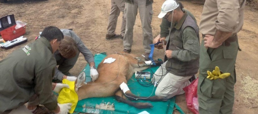 Rescataron un ciervo con una herida grave en el Delta del Paraná