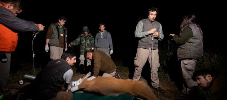 Murió otro ciervo de los pantanos en el Delta del Paraná