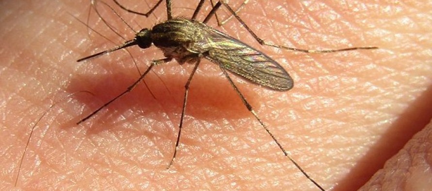 Alerta por la presencia de mosquitos: recomendaciones para prevenir picaduras