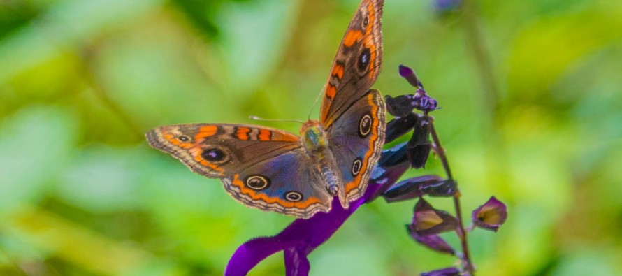 Invasión de mariposas en nuestra ciudad: ¿A qué responde su presencia?