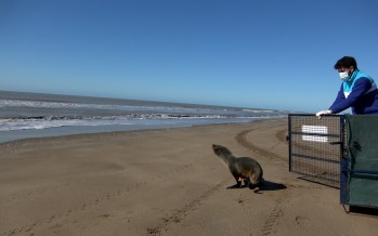 Regresó al mar el lobo marino que había sido rescatado en el Delta